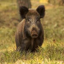 Cochon